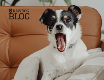 Dieta eliminacyjna psa