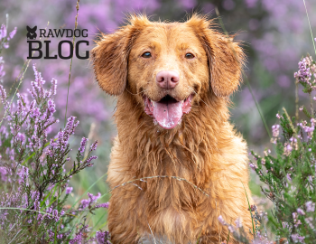 Bezpieczeństwo ochrony przed kleszczami